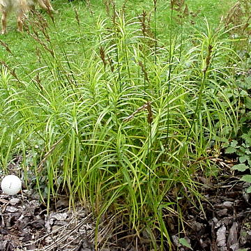 Carex muskingumensis ´Variegata´