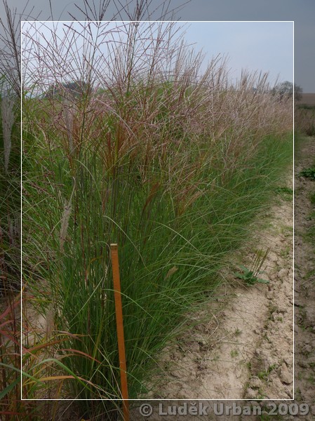 Miscanthus sinensis ´Andante´