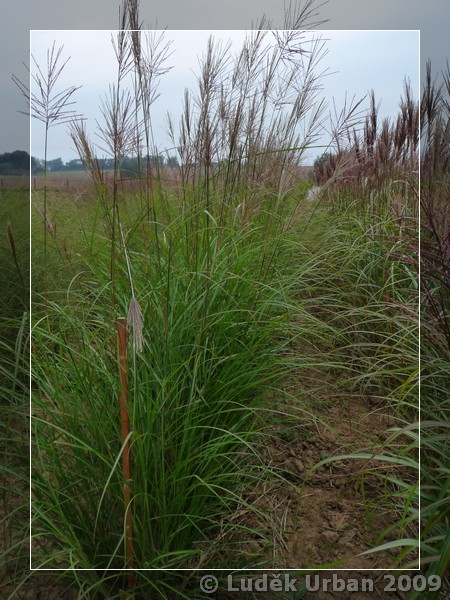 Miscanthus sinensis ´Arabesque´