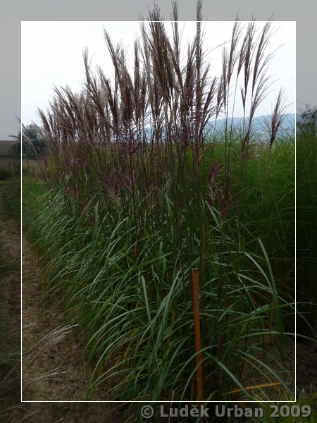 Miscanthus sinensis ´Silberturm´