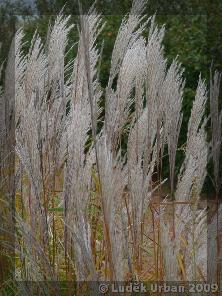 Miscanthus x oligostachys ´Herkules´