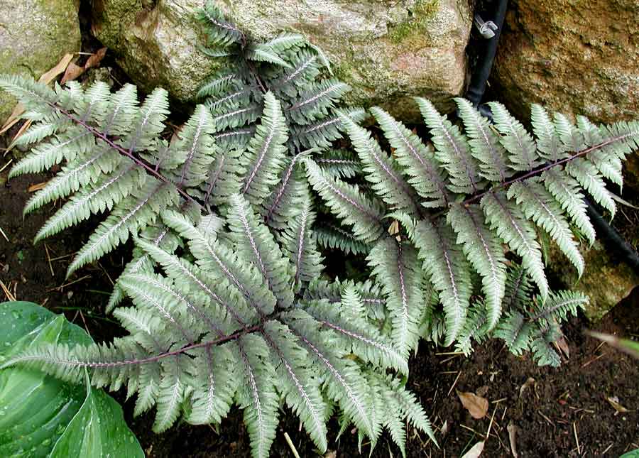 Athyrium nipponicum ´Metallicum´