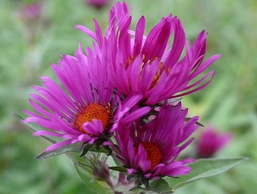 Aster novae-angliae ´Septemberrubin´