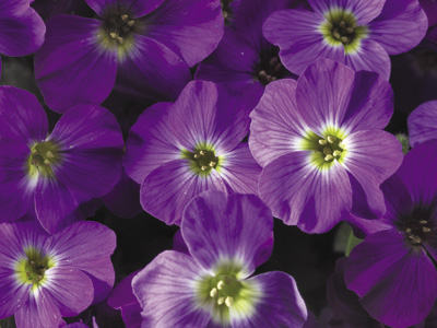 Aubrieta hybrida ´Axcent Violet with Eye´