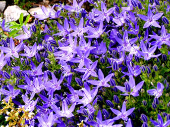 Campanula garganica ´Filigree±´