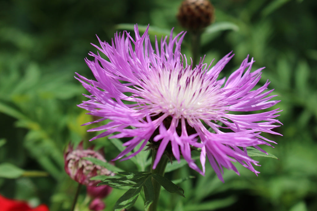 Centaurea dealbata