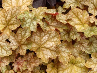 Heuchera ´Ginger Ale®´