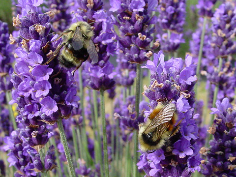 Lavandula angustifolia ´Blue Scent±´