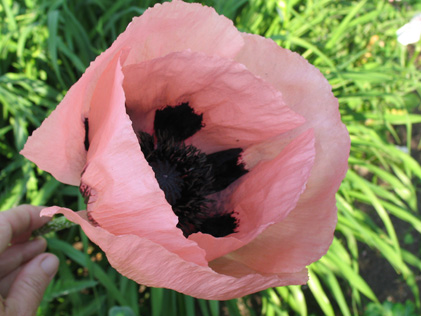 Papaver orientale ´Königin Alexandra´