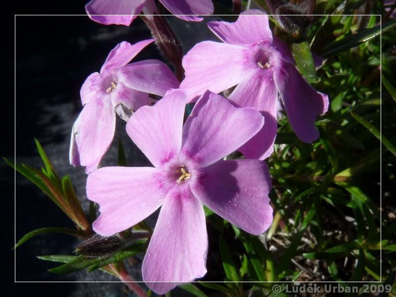 Phlox subulata ´Rosendorfer Schöne´