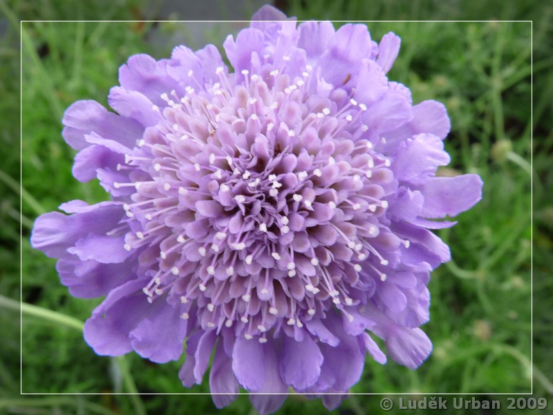 Scabiosa columbaria ´Butterfly Blue´