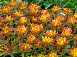 Sedum kamtschaticum v. middendorfianum