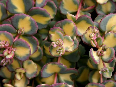 Sedum sieboldii ´Mediovariegatum´