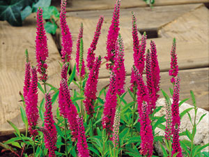 Veronica spicata ´Red Fox´