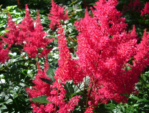 Astilbe japonica ´Montgomery´