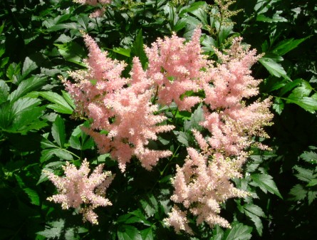 Astilbe (J) ´Peach Blossom´