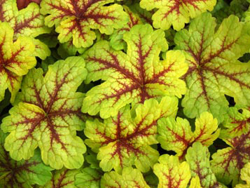 Heucherella ´Alabama Sunrise´