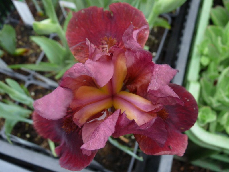 Iris x barbata elatior ´Morning Show´