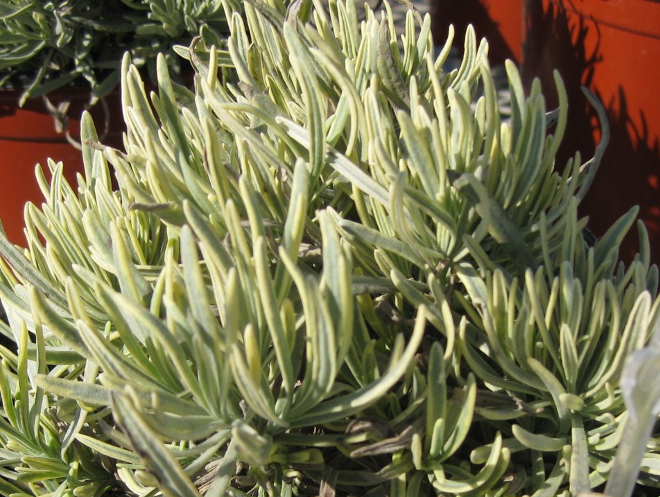 Lavandula angustifolia ´Gold Burg´
