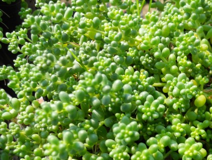 Sedum album ´Chloroticum´