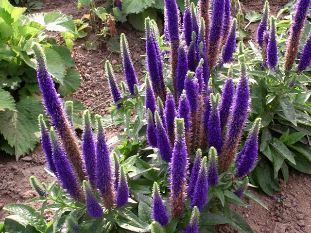 Veronica spicata ´Royal Candles´