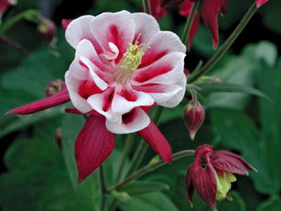 Aquilegia vulgaris ´Winky Red White´