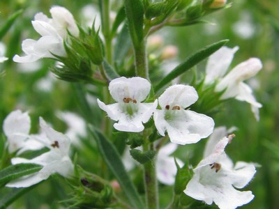 Satureja montana ´Bolero´