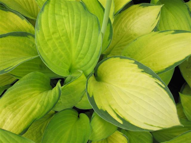 Hosta ´Gold Standard´