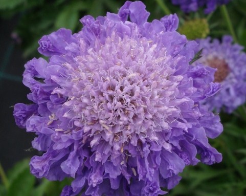 Scabiosa japonica ´Blue Note´