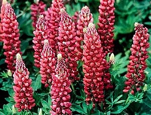 Lupinus polyphyllus ´Camelot Red´