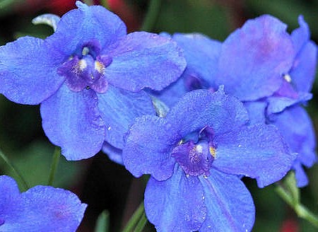 Delphinium grandiflorum ´Summer Blues´