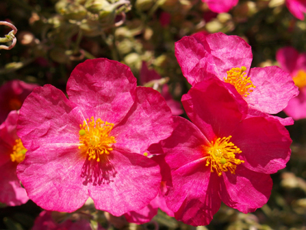 Helianthemum hybridum ´Frau M. Bachthaler´