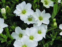 Arenaria montana ´Early Compact´
