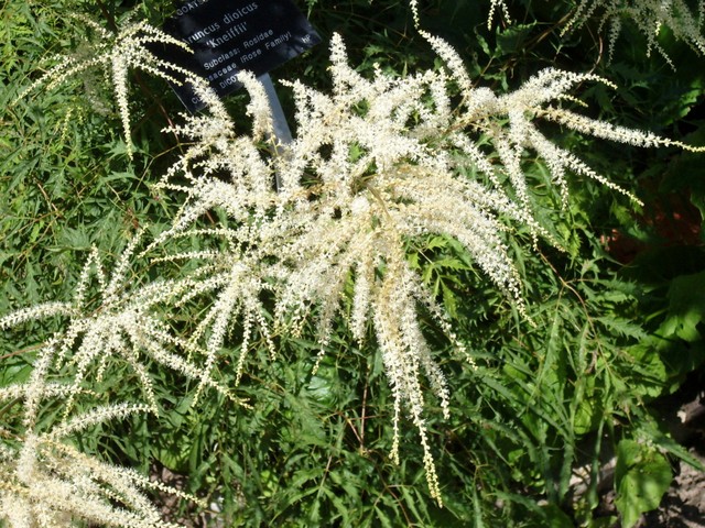 Aruncus dioicus ´Kneiffii´
