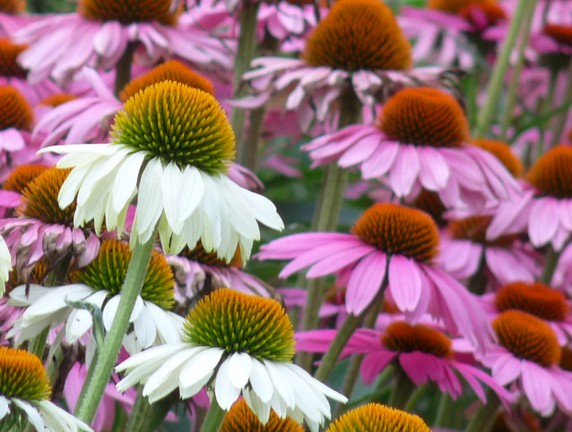 Echinacea purpurea ´Baby Swan Pink´