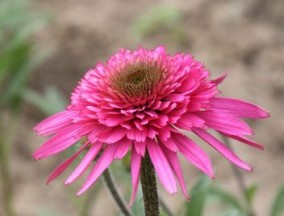 Echinacea purpurea ´Southern Belle®´