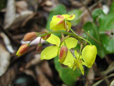 Epimedium pinnatum ssp. colchicum
