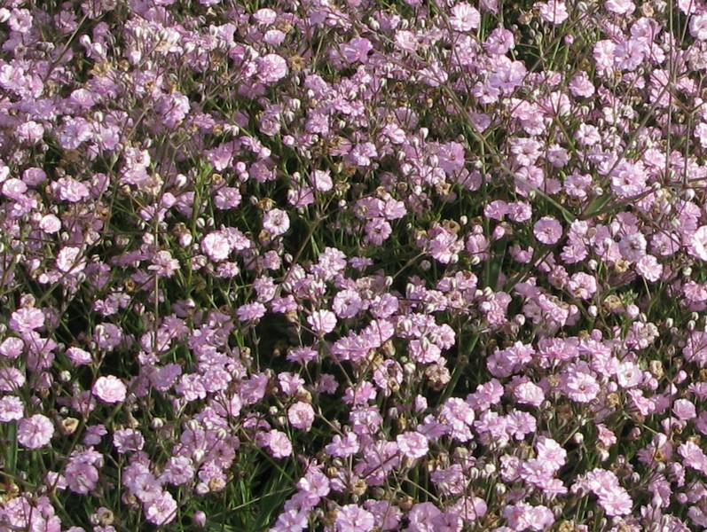 Gypsophila paniculata ´Pink Festival´