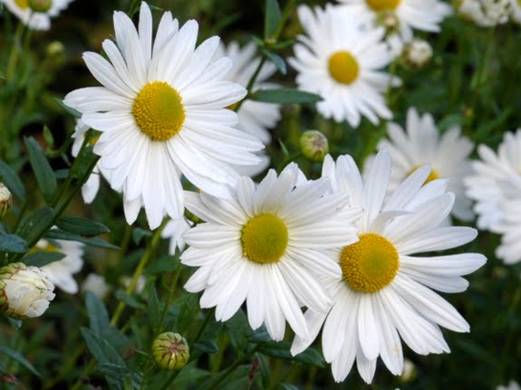 Chrysanthemum serotinum