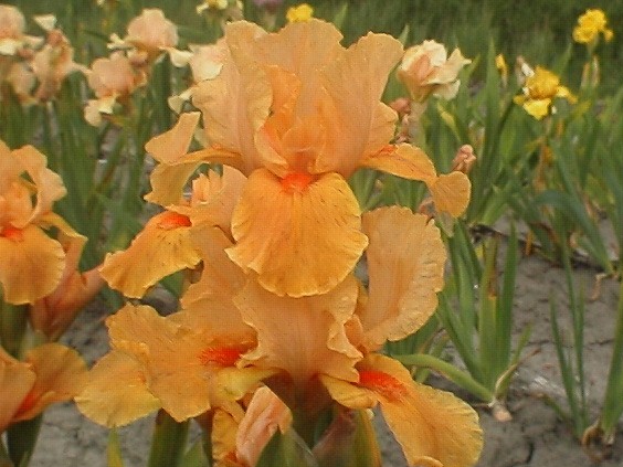 Iris x barbata elatior ´Apricot Silk´