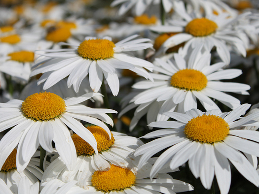 Leucanthemum maximum ´Silver Princess´