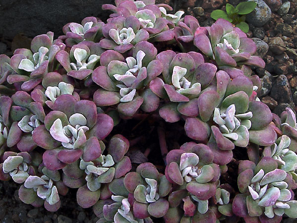 Sedum spathulifolium ´Purpureum´