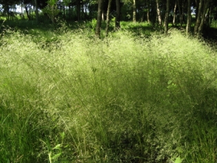 Deschampsia caespitosa ´Tauträger´