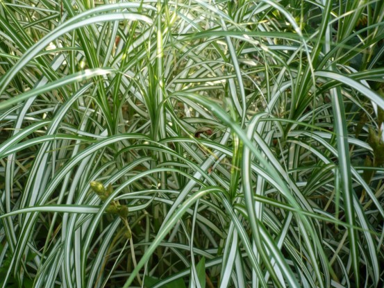Carex muskingumensis ´Silberstreif´