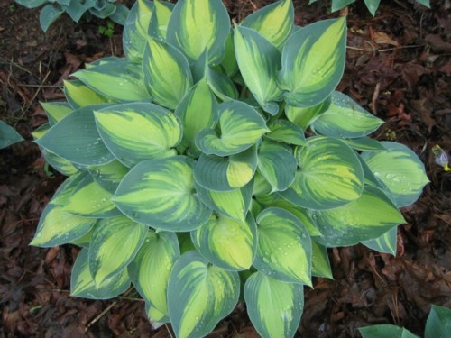 Hosta ´June´