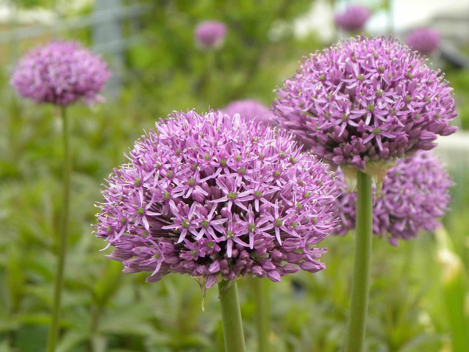 Allium alfatunense´Gladiator´