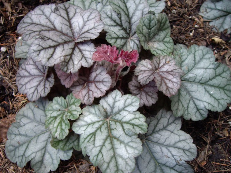 Heuchera ´Cinnabar Silver´