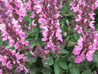 Salvia nemorosa ´Sensation® Compact Bright Rose´