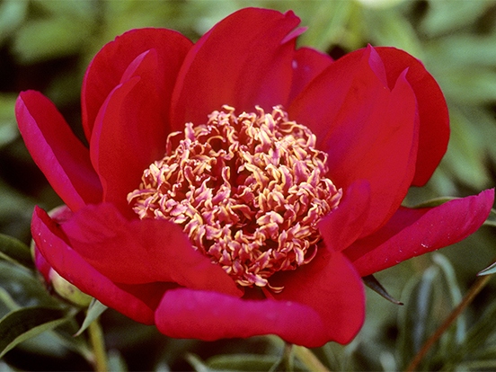 Paeonia lactiflora ´Nippon Beauty´