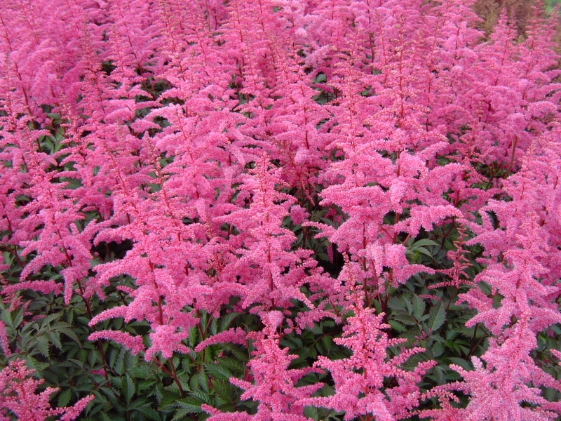 Astilbe japonica ´Rheinland´